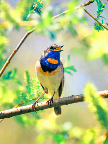 Bird Watching
