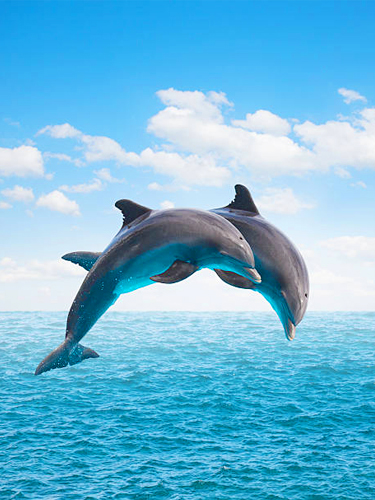 Dolphin & Whale Watching