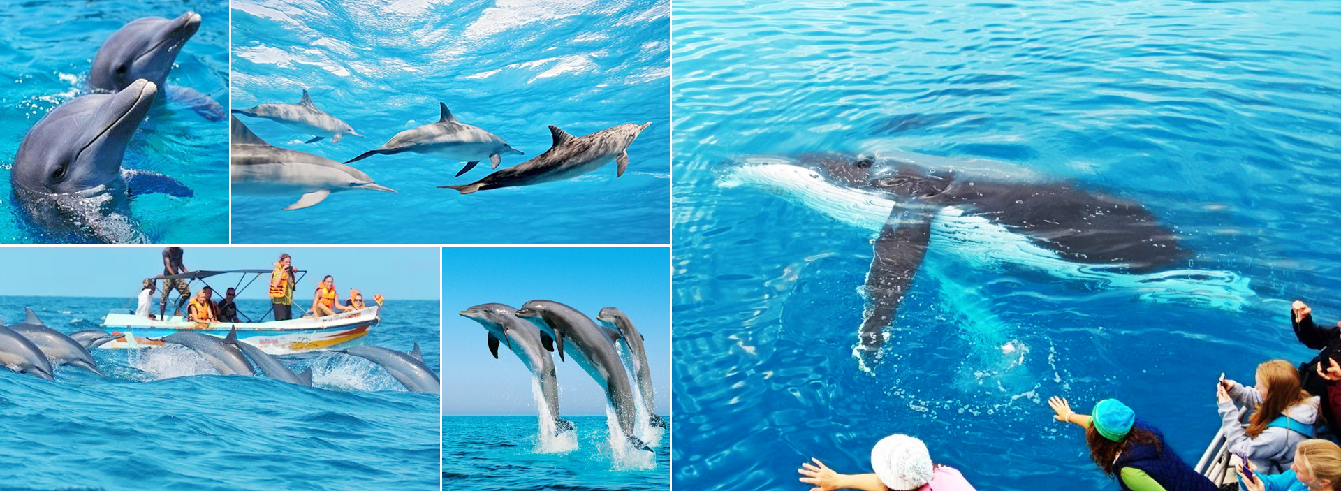 Dolping and Whale Watching in Sri Lanka