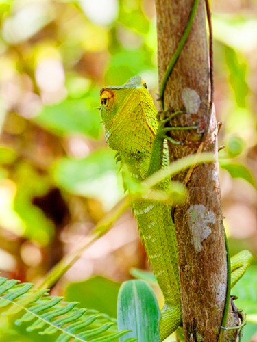 Explore Rainforest