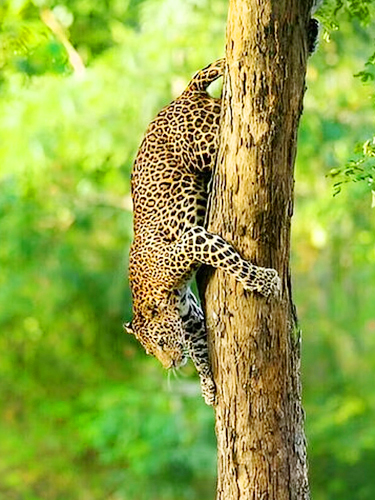 Wildlife Safaris